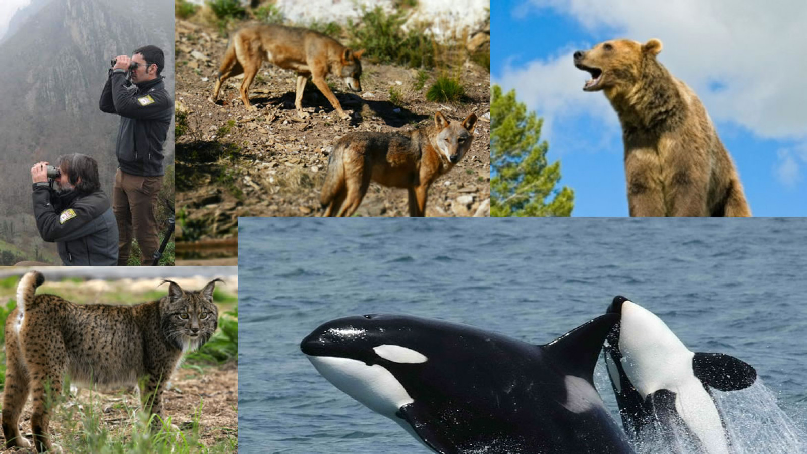 Conferencias sobre el lobo, oso, lince y cetáceos conservación y turismo