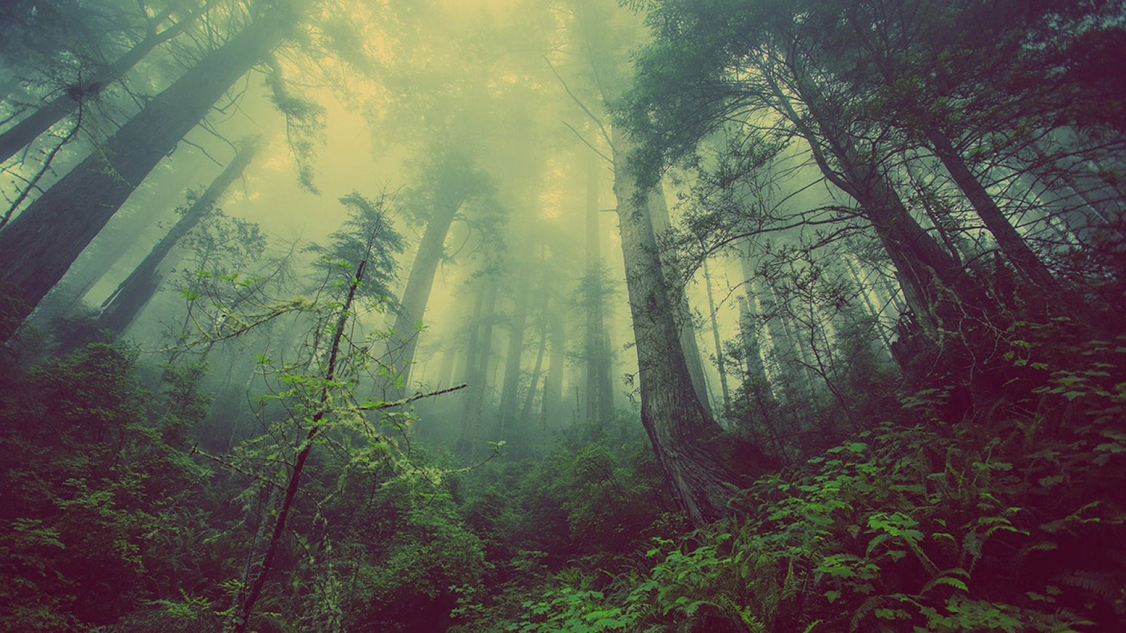 “El clamor de los bosques”, de Richard Powers